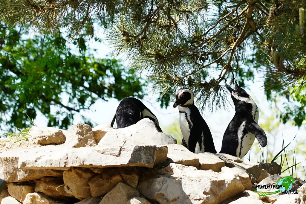 Brillenpinguine im Aachener Tierpark - 2026