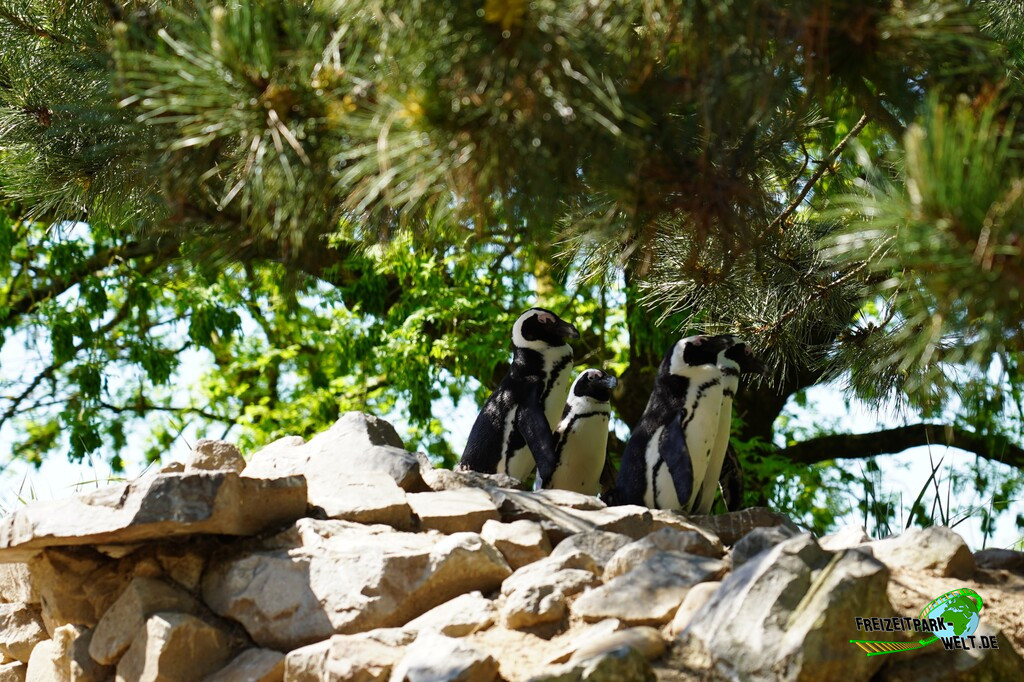 Brillenpinguine im Aachener Tierpark - 2026