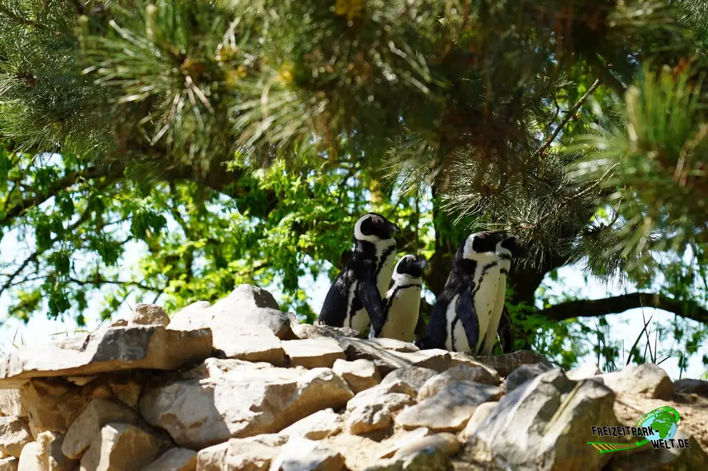 Brillenpinguine im Aachener Tierpark - 2026