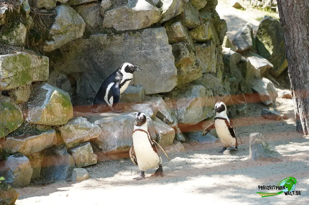 Brillenpinguine im Aachener Tierpark - 2026