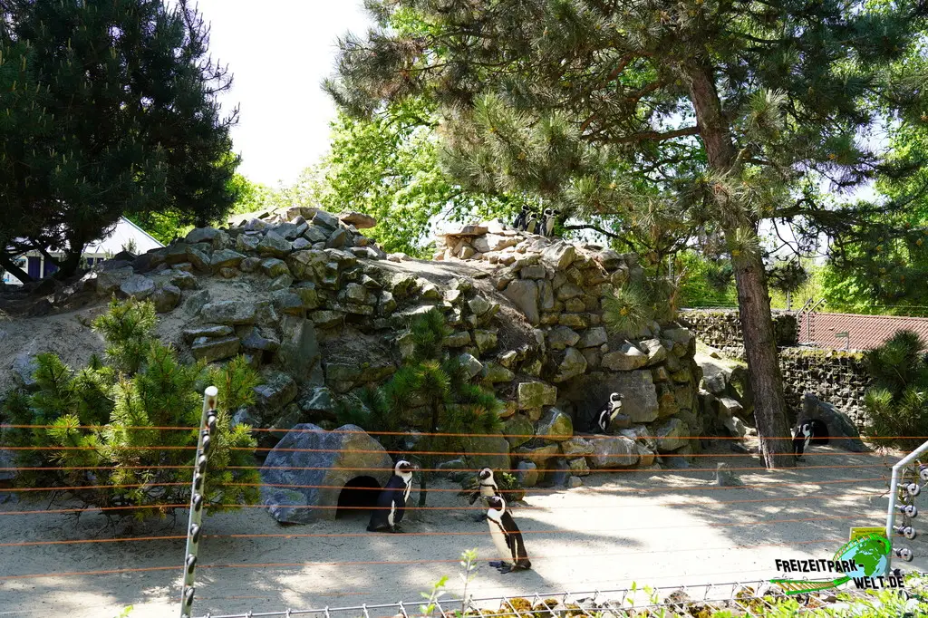 Brillenpinguine im Aachener Tierpark - 2026