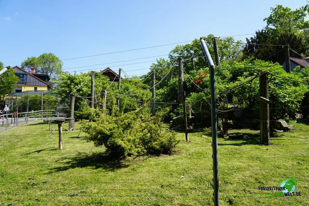 Kapuzineraffen im Aachener Tierpark - 2026