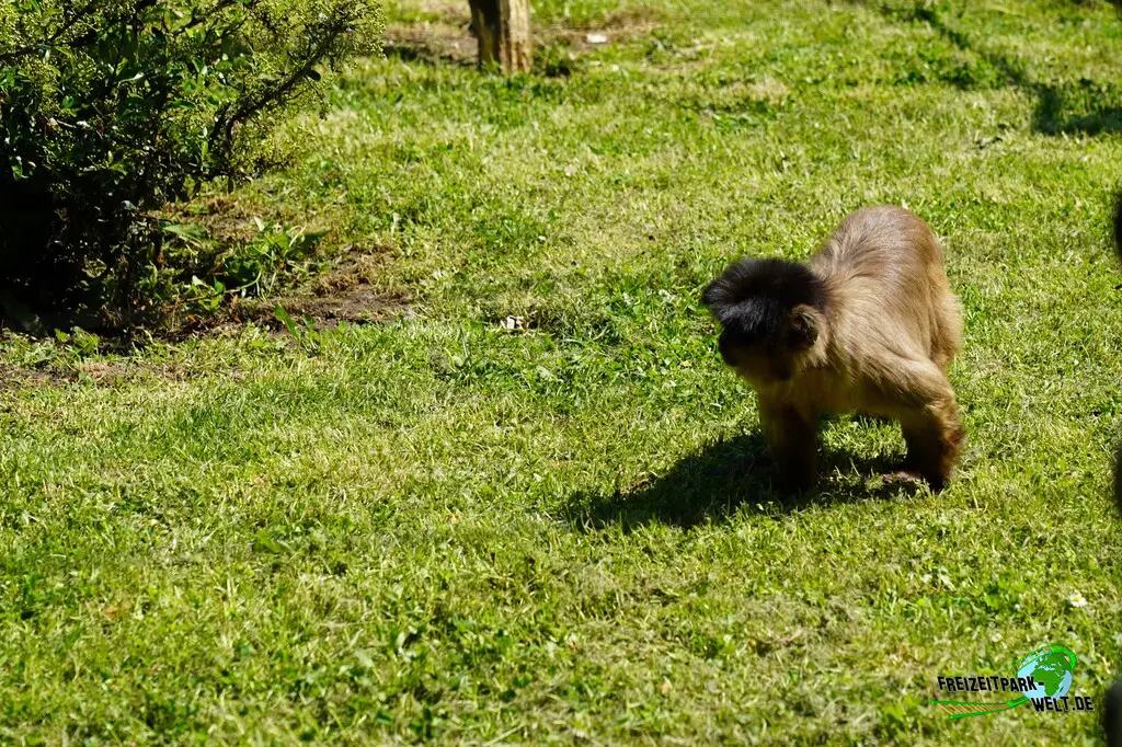Kapuzineraffen im Aachener Tierpark - 2026