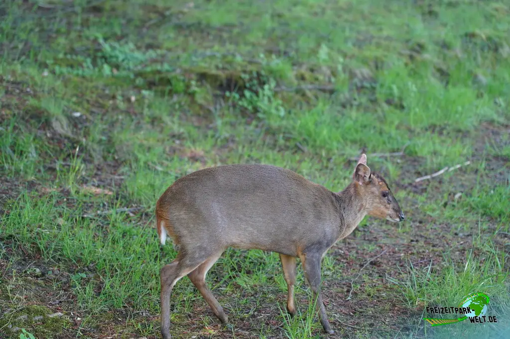 Muntjaks im Aachener Tierpark - 2026