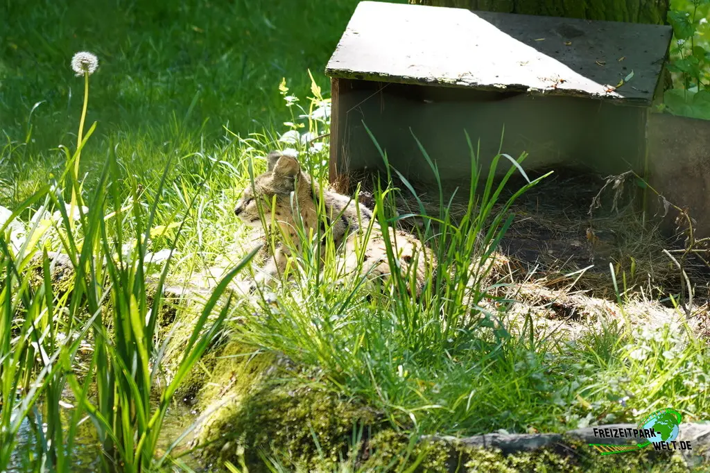 Serval im Aachener Tierpark - 2026