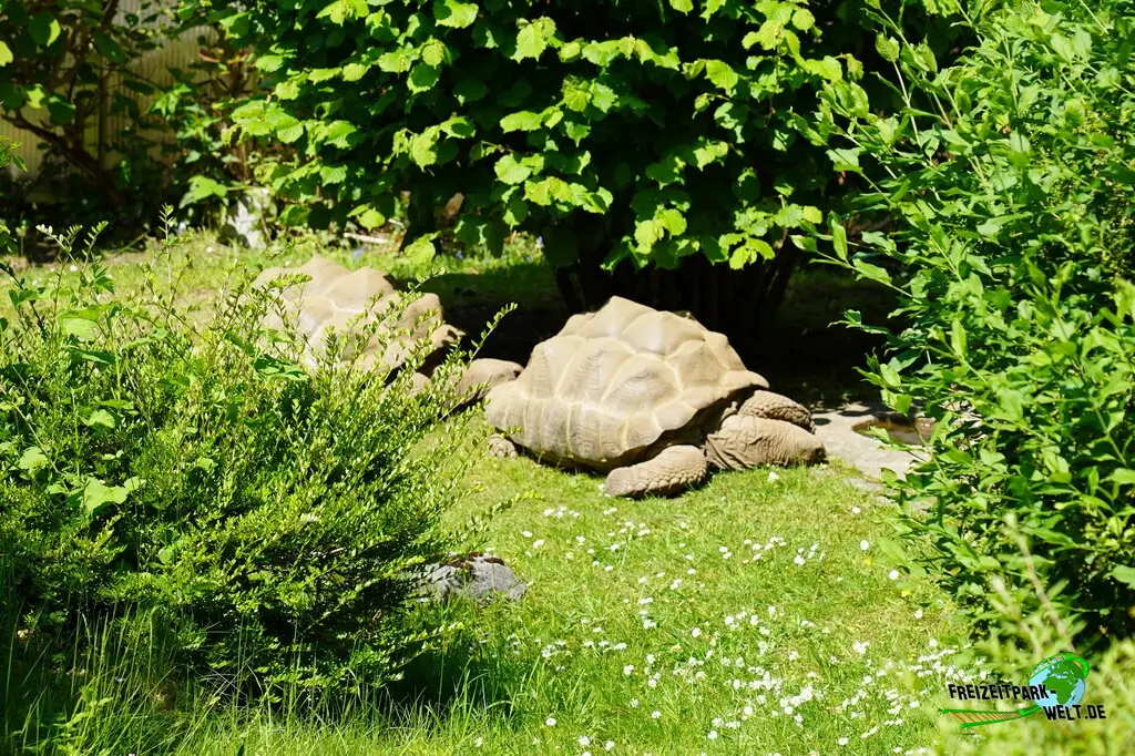 Seychellen-Riesenschildkröte im Aachener Tierpark - 2026