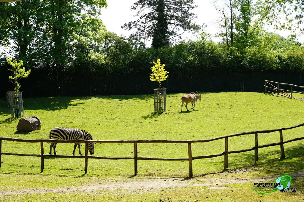 Steppenzebra im Aachener Tierpark - 2026