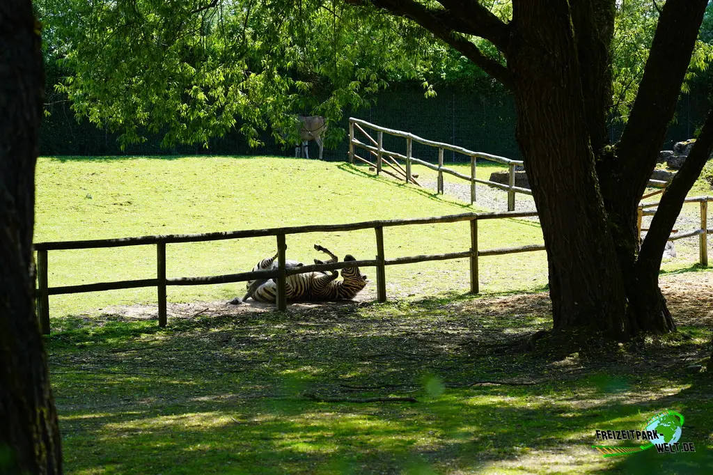 Steppenzebra im Aachener Tierpark - 2026