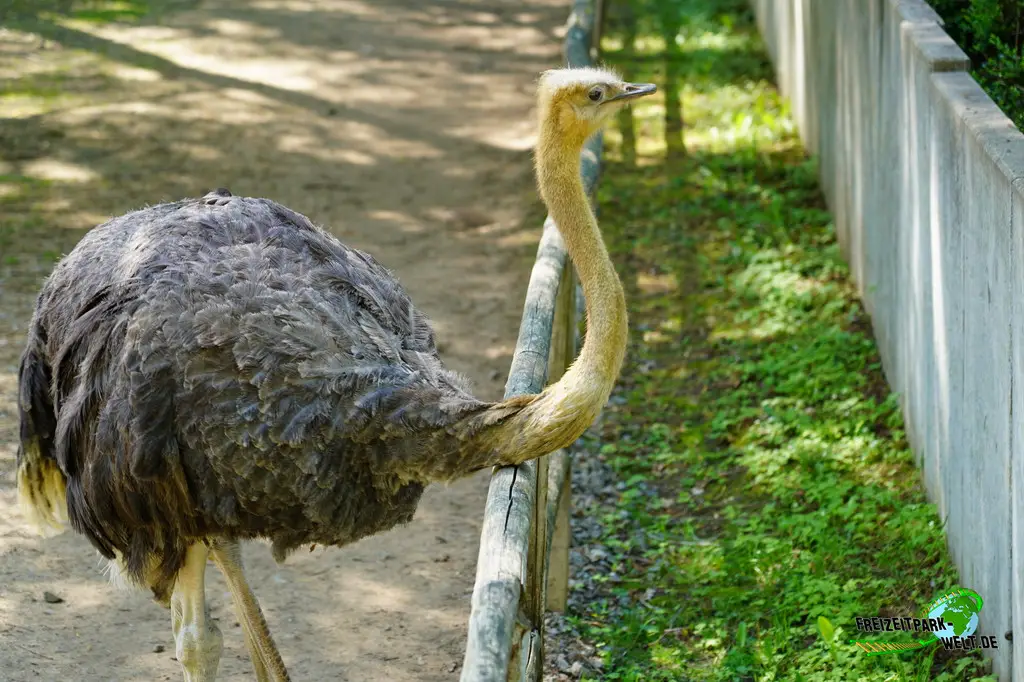 Strauße im Aachener Tierpark - 2026
