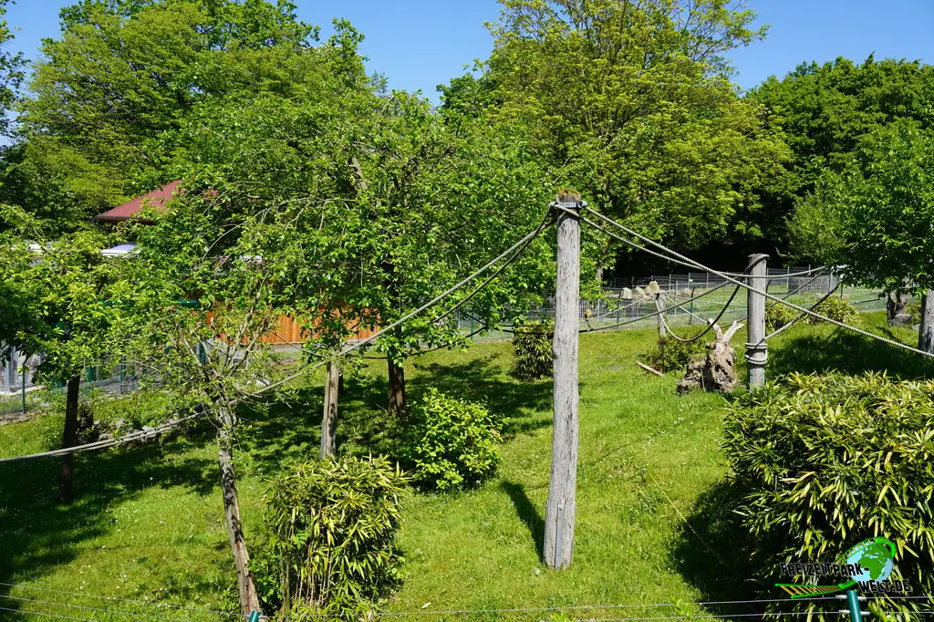 Totenkopfaffe im Aachener Tierpark - 2026