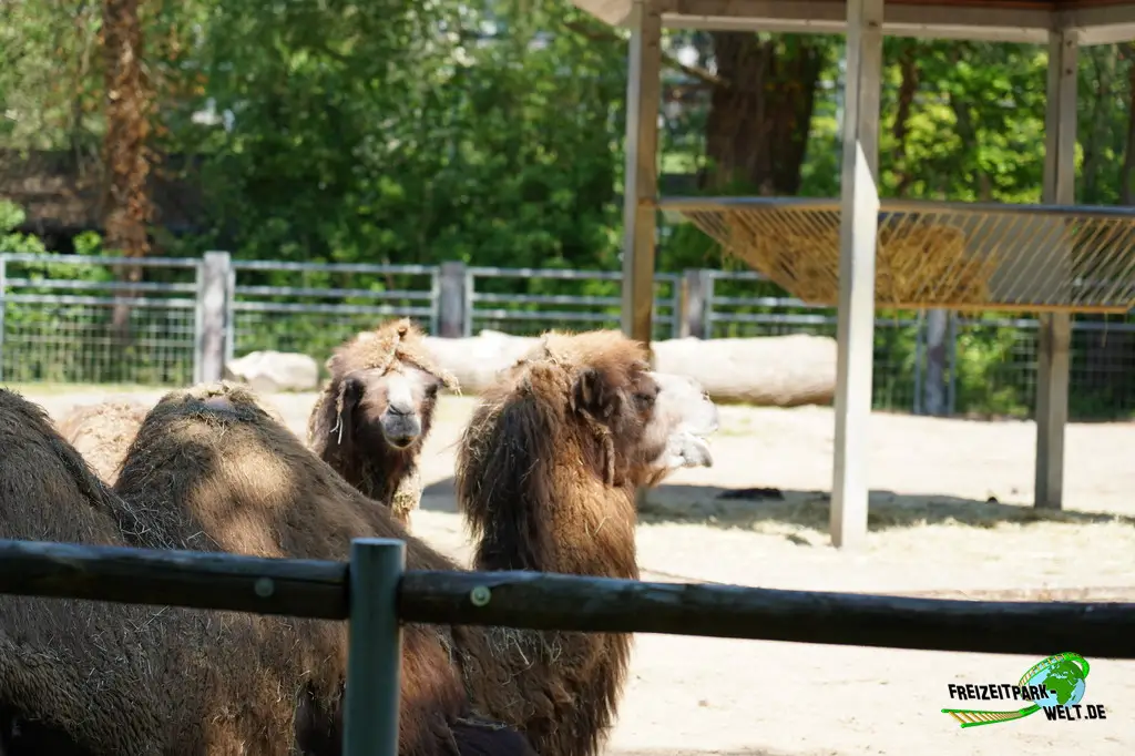 Trampeltier im Aachener Tierpark - 2026