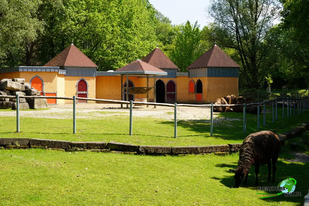 Trampeltier im Aachener Tierpark - 2026