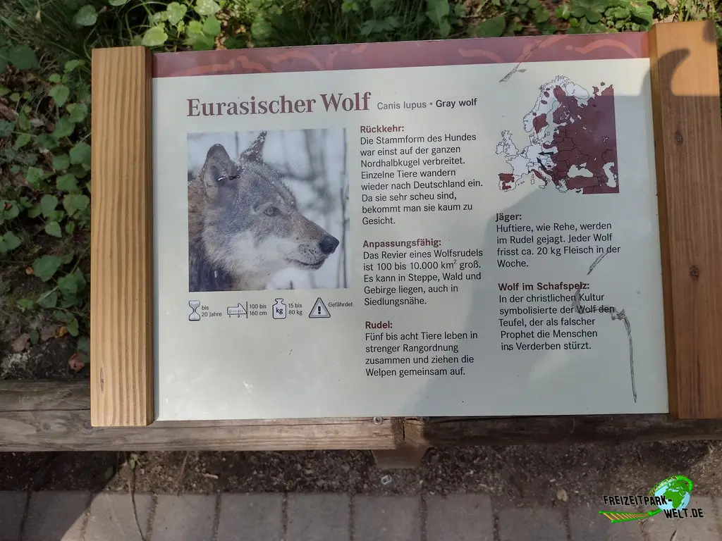 Eurasischer Wolf im Fasanerie Wiesbaden - 2024