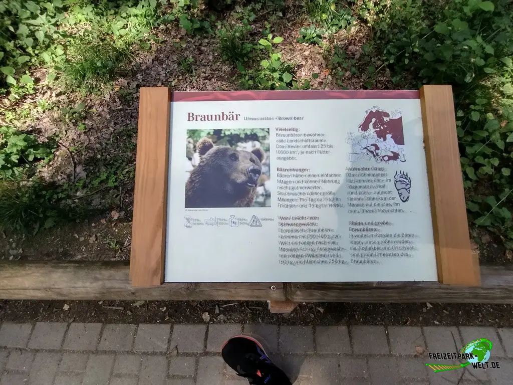 Braunbär im Fasanerie Wiesbaden - 2024