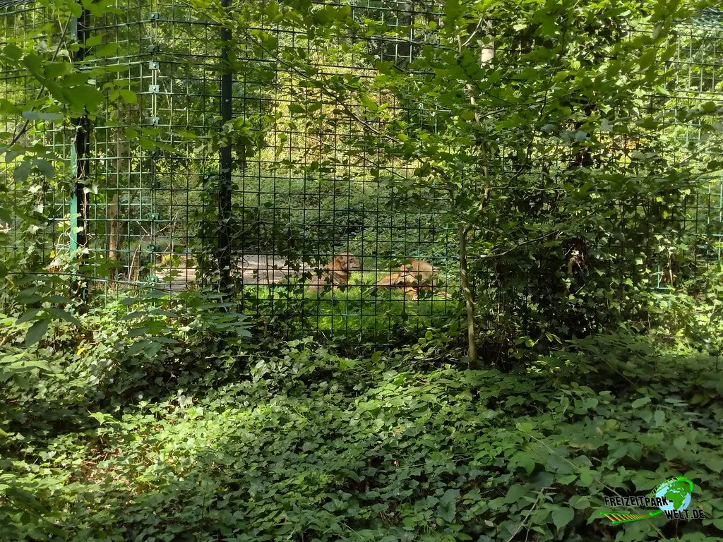 Eurasischer Wolf im Fasanerie Wiesbaden - 2024