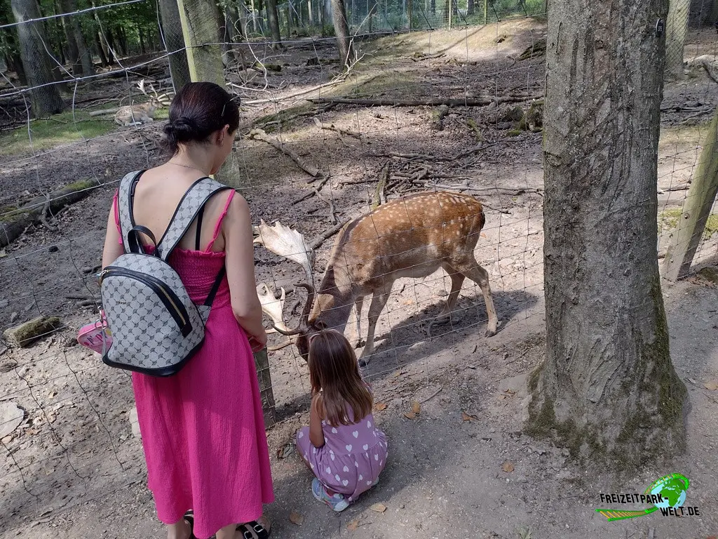 Damhirsch im Fasanerie Wiesbaden - 2024