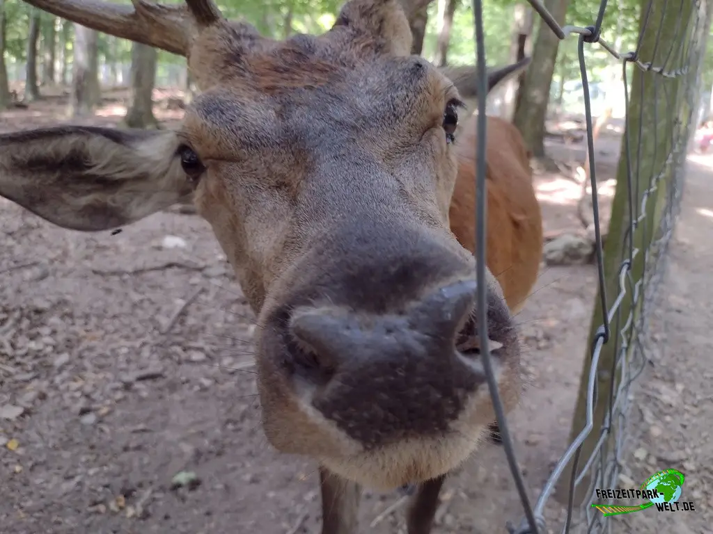 Damhirsch im Fasanerie Wiesbaden - 2024