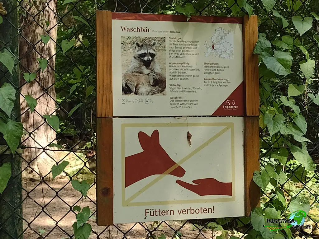 Waschbär im Fasanerie Wiesbaden - 2024