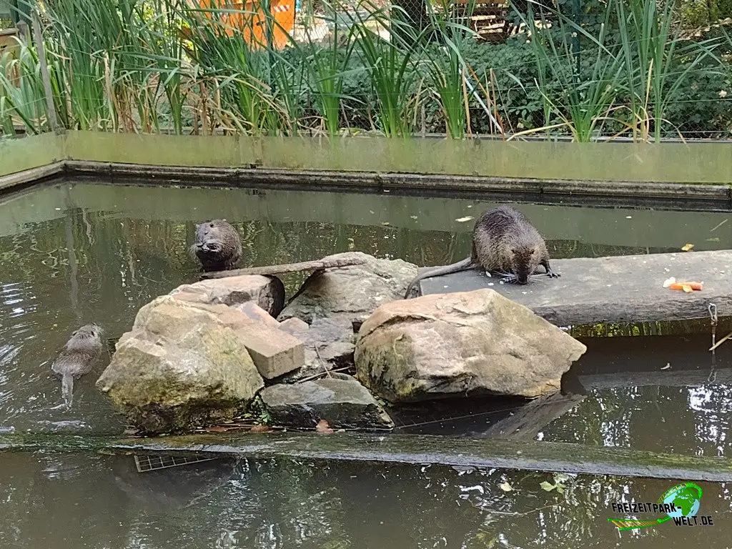 Nutria im Fasanerie Wiesbaden - 2024