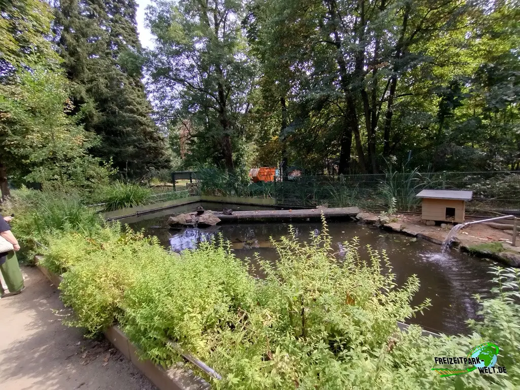 Nutria im Fasanerie Wiesbaden - 2024: Nutria-Anlage