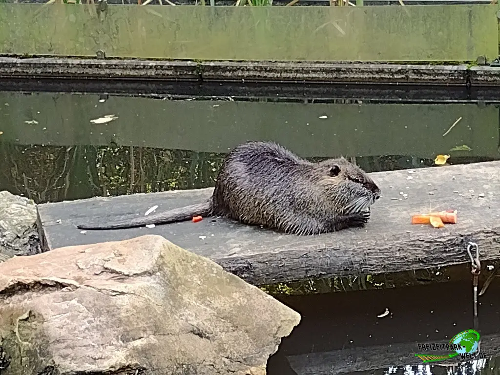 Nutria im Fasanerie Wiesbaden - 2024