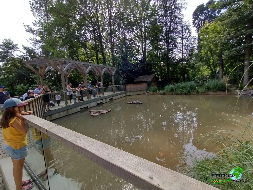 Nordamerikanischer Fischotter im Fasanerie Wiesbaden - 2024