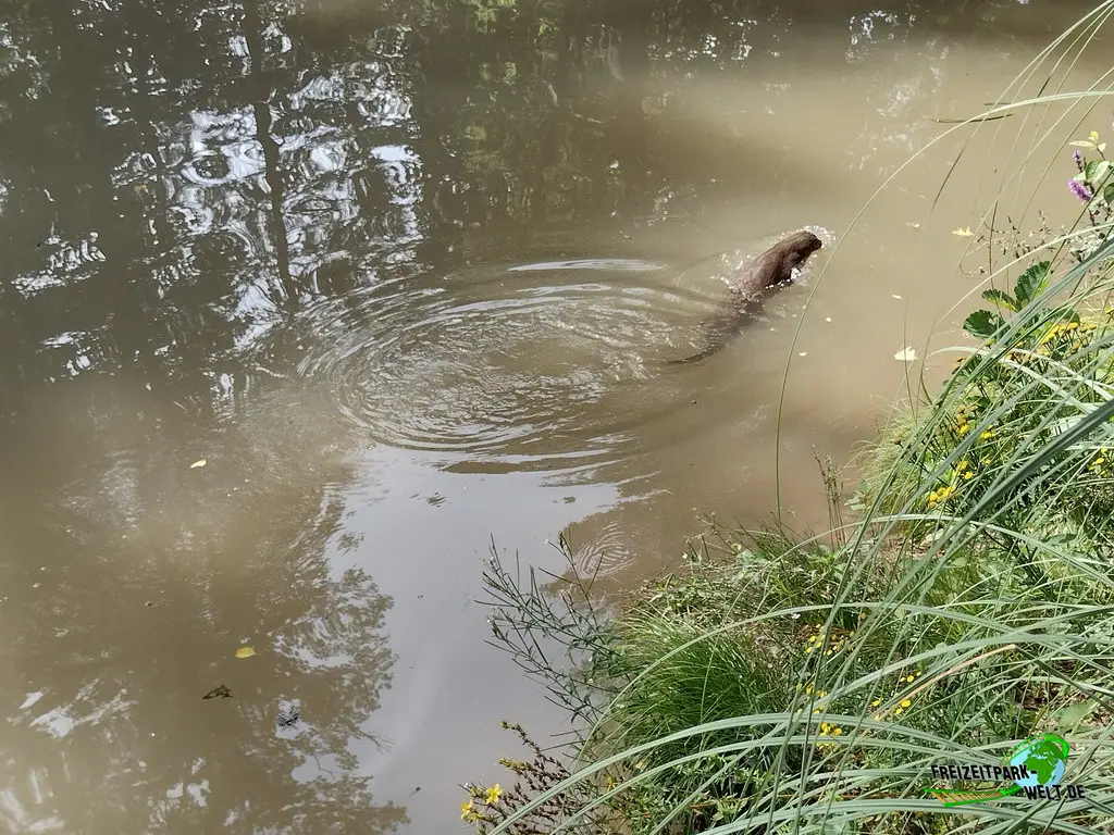 Nordamerikanischer Fischotter im Fasanerie Wiesbaden - 2024