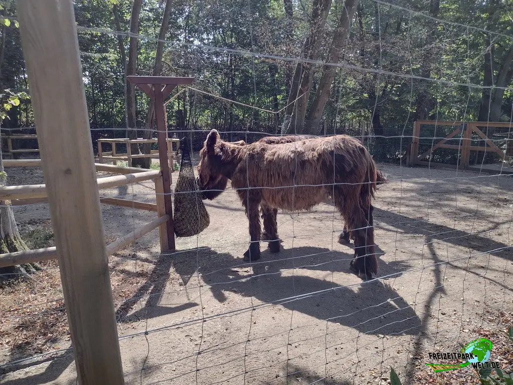 Poitou-Esel im Fasanerie Wiesbaden - 2024