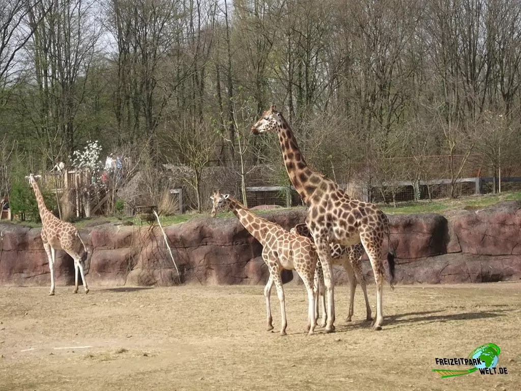 Giraffe im GaiaZOO - 2014: Die schöne Giraffen-Anlage im Bereich 