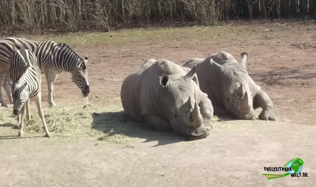 Breitmaul-Nashorn im GaiaZOO - 2014