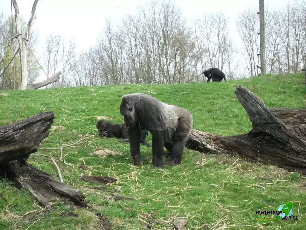 Westlicher Flachland-Gorilla im GaiaZOO - 2014