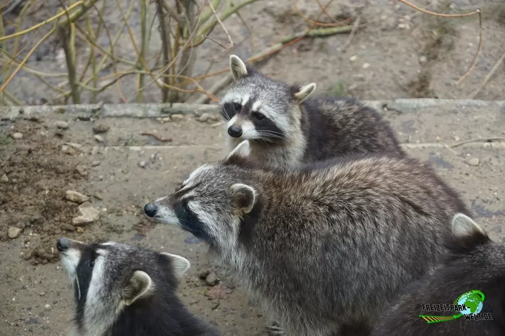 Waschbär im GaiaZOO - 2018