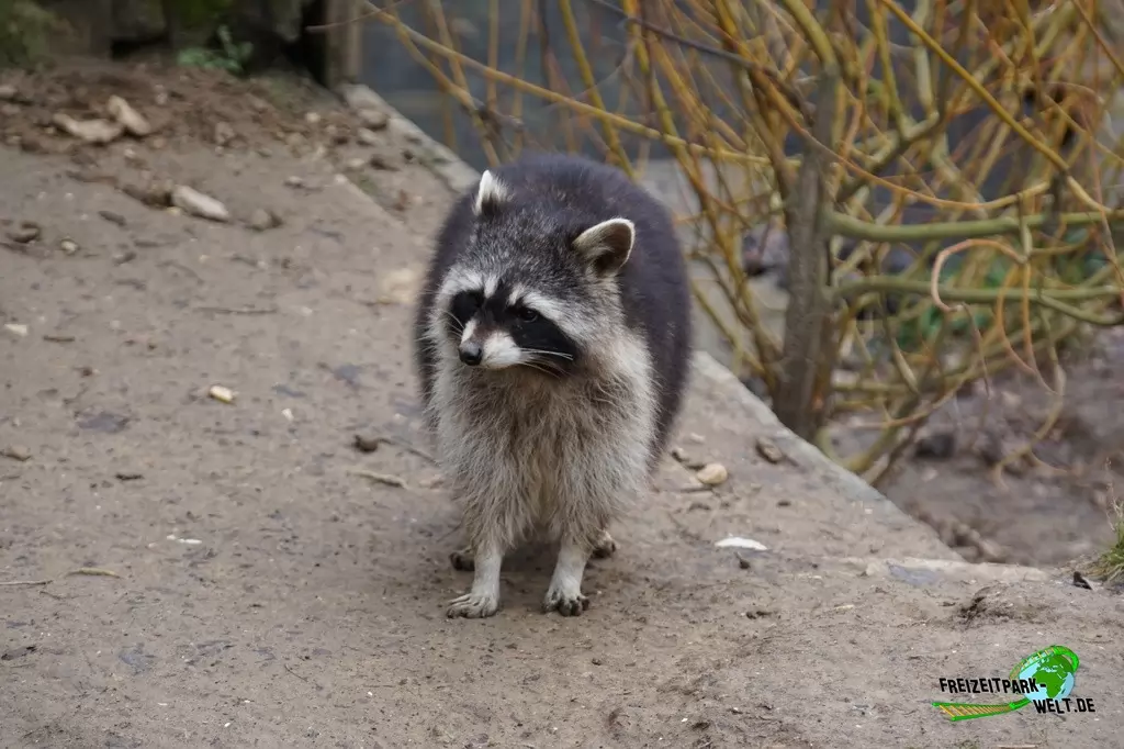 Waschbär im GaiaZOO - 2018