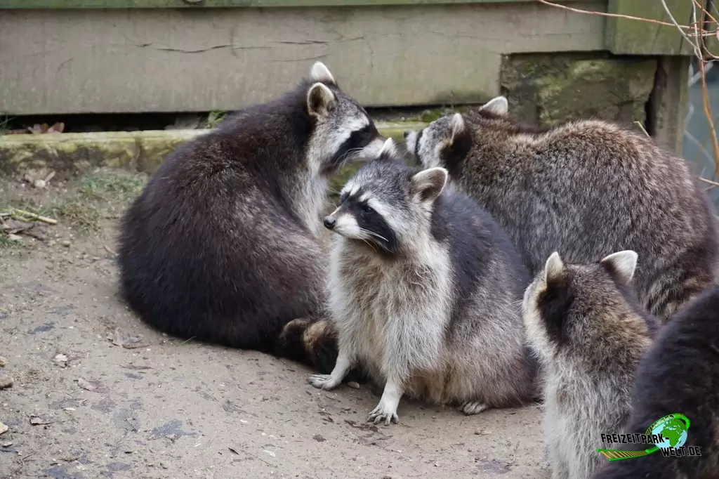 Waschbär im GaiaZOO - 2018