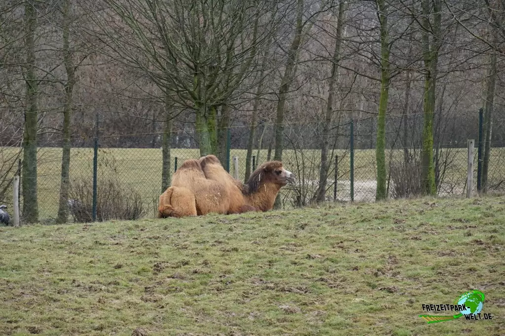 Trampeltier im GaiaZOO - 2018