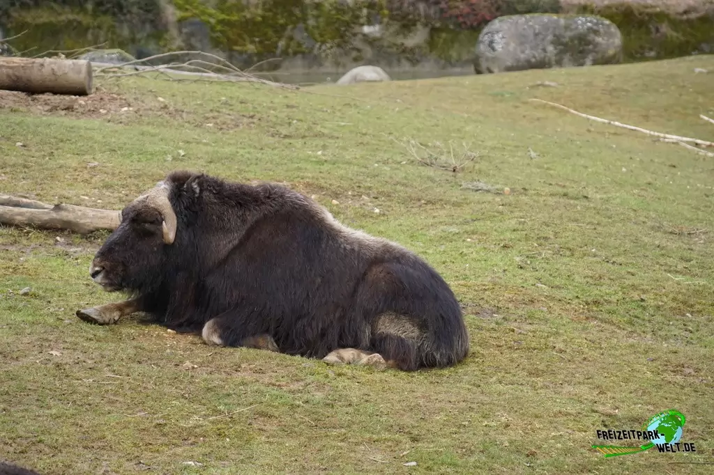 Moschusochse im GaiaZOO - 2018