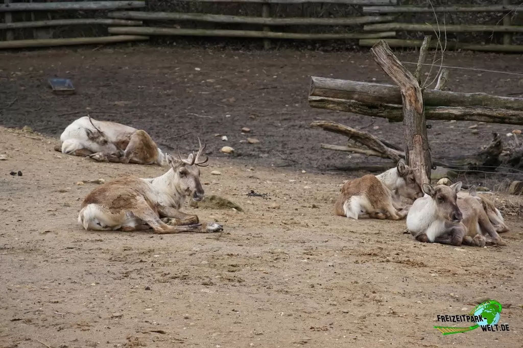 Rentier im GaiaZOO - 2018