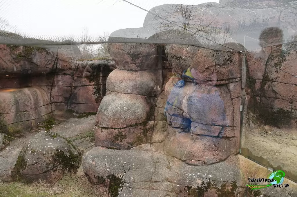 Kap-Klippschliefer im GaiaZOO - 2018