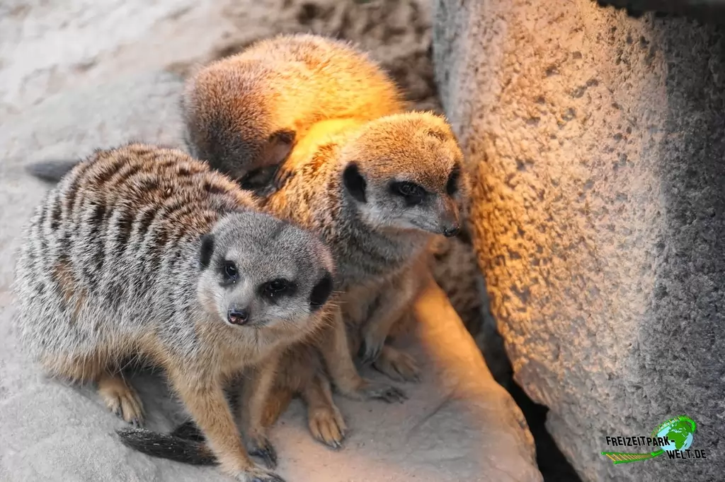 Erdmännchen im GaiaZOO - 2018: 