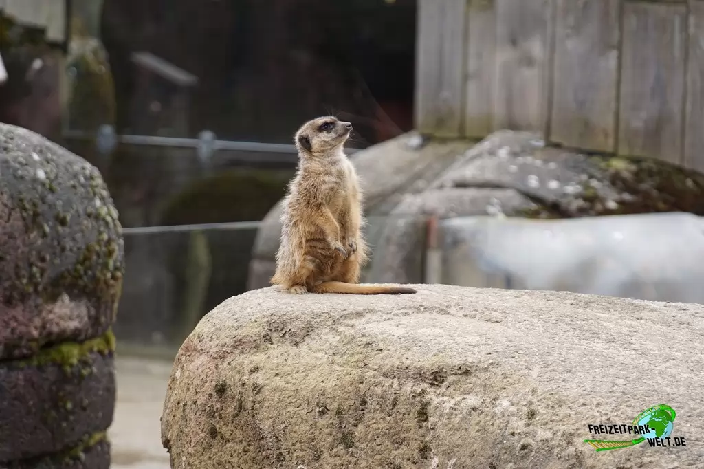 Erdmännchen im GaiaZOO - 2018
