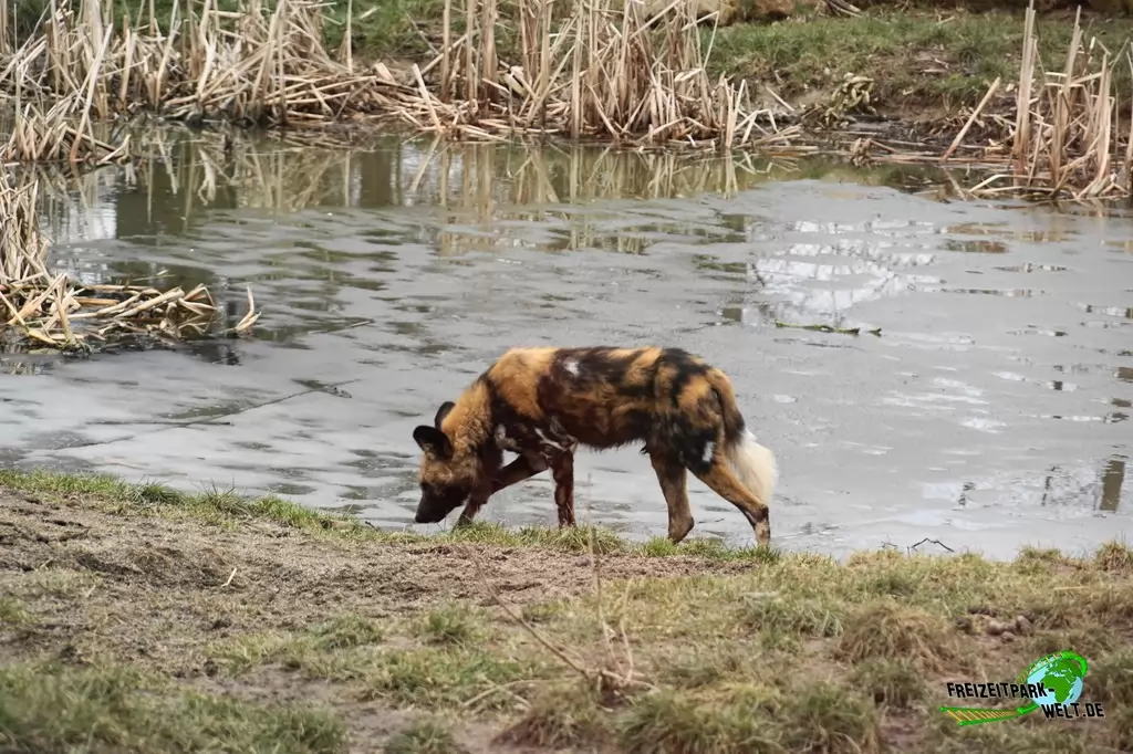 Afrikanischer Wildhund im GaiaZOO - 2018