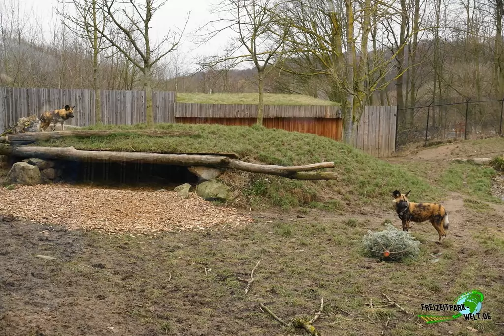 Afrikanischer Wildhund im GaiaZOO - 2018