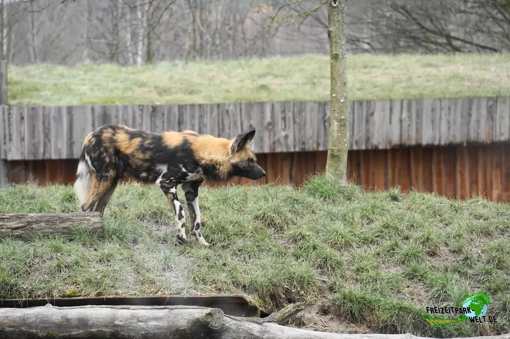 Afrikanischer Wildhund im GaiaZOO - 2018