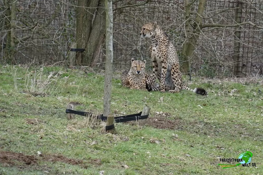 Gepard im GaiaZOO - 2018