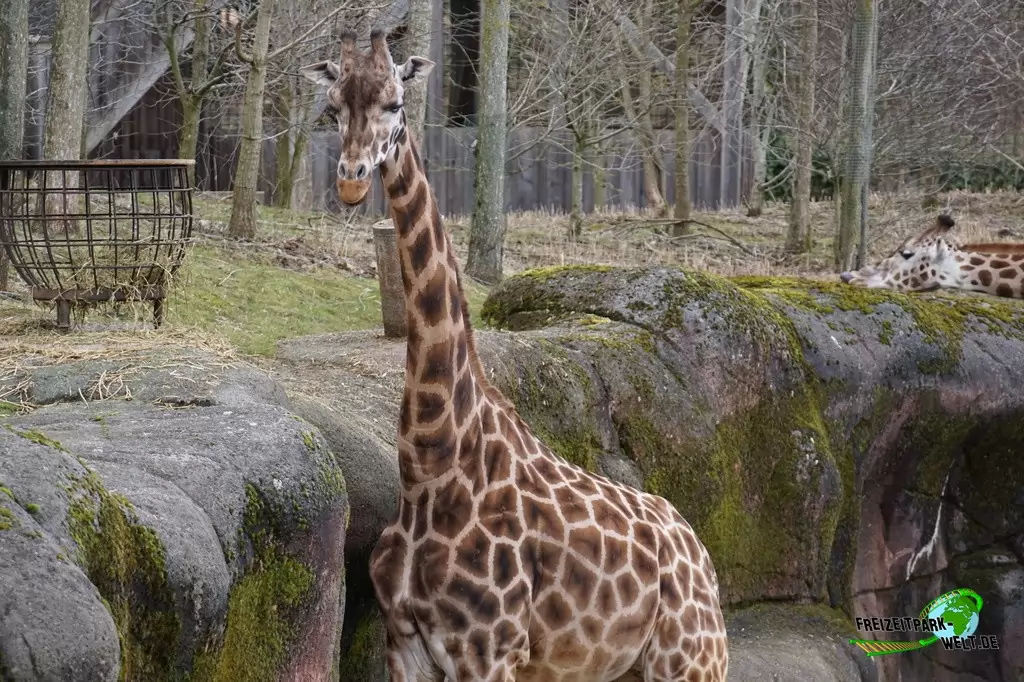 Giraffe im GaiaZOO - 2018