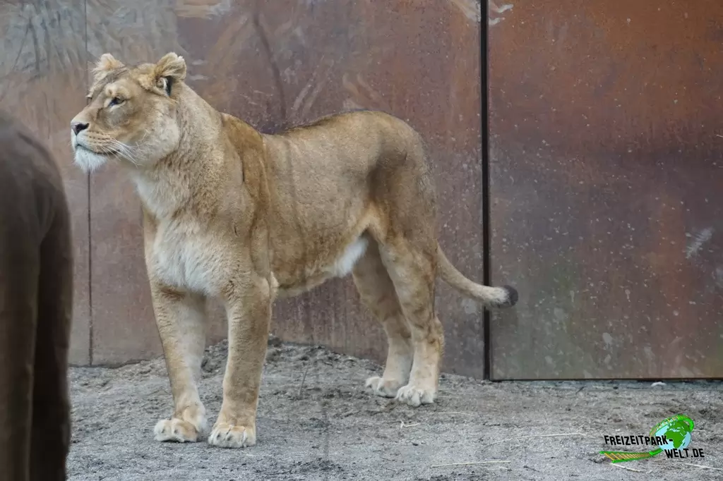 Berberlöwe im GaiaZOO - 2018