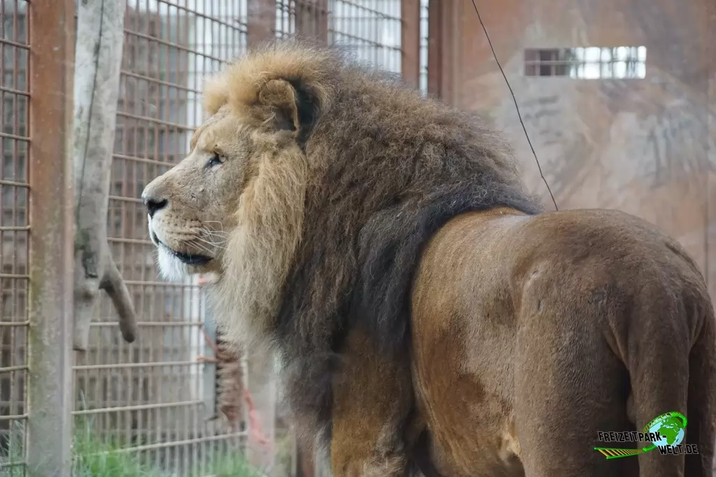 Berberlöwe im GaiaZOO - 2018