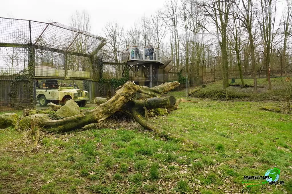 Berberlöwe im GaiaZOO - 2018
