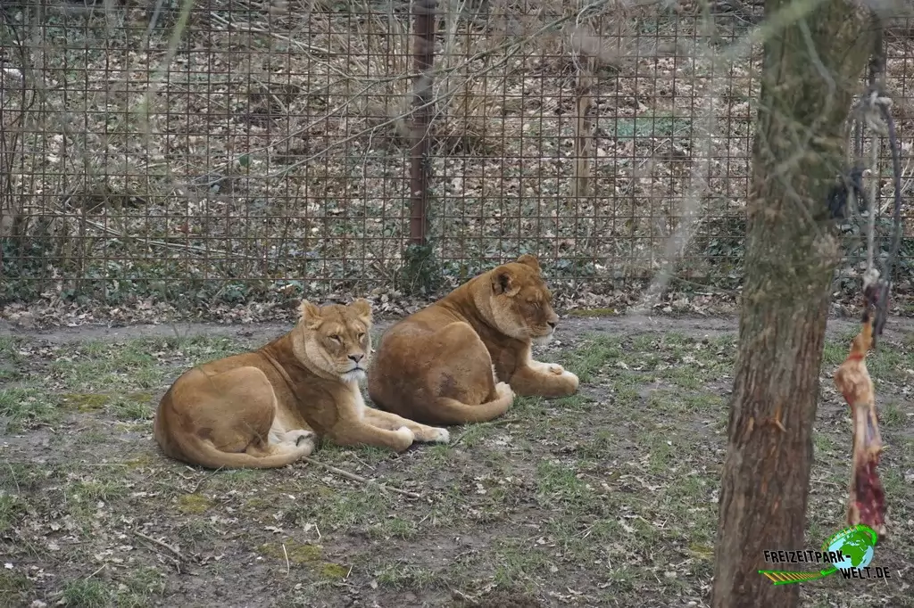 Berberlöwe im GaiaZOO - 2018