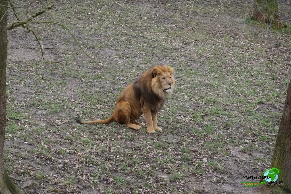 Berberlöwe im GaiaZOO - 2018